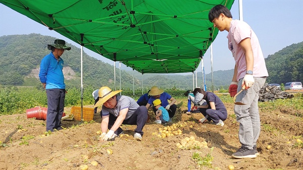 유승봉 대가초등학교 교장 선생님이 후배 교사에게 감자 캐는 호미질을 시연하고 있다.