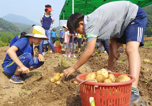 지난 3월 28일 직접 심은 감자를 거두는 대가초등학교 어린이들이 왕감자 풍년에 신명이 났다.