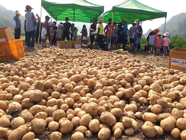 대가초등학교 어린이들이 학부모 농민교사들과 심고 거둔 감자를 매포읍 장날에 팔러 나간다. 판매 수입은 마을 경로당을 비롯한 지역에 기부금으로 사용한다.