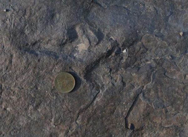 진주 혁신도시에서 익룡발자국 화석 2500점 이상이 발견됐다.
