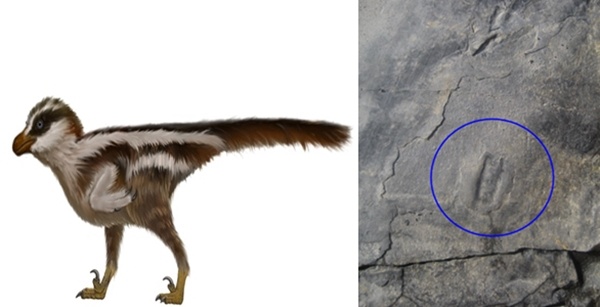 혁신도시에서 발견된 '세계최소'형 랩터 공룡 발자국 화석 크기는 1cm에 불과하다. 좌(랩터 공룡 상상도), 우(랩터 공룡 발자국 화석)