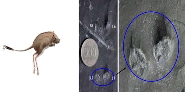 500원 짜리 동전보다도 작은 뜀걸음 형 포유류발자국 화석이 ‘세계최초’로 발견됐다. 