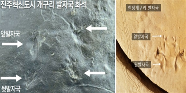 좌(세계에서 가장 오래된 개구리 발자국 화석), 우(현생 개구리 발자국)