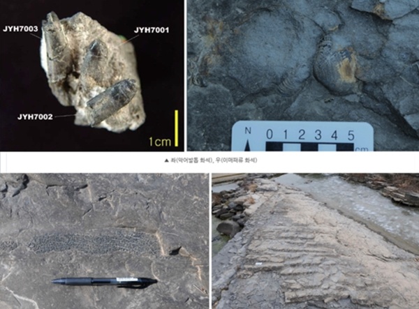 유수리 화석산지에서 악어 이빨 화석, 조개화석, 나무그루터기화석, 물결자국 화석 등이 발견됐다.