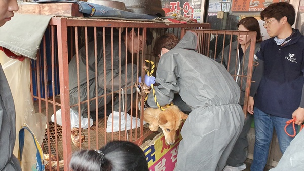 지난 7월 1일, 60년 된 부산 구포 개시장이 폐쇄되는 현장 모습이다. 이날 현장에서 86마리의 개들이 구조됐다.