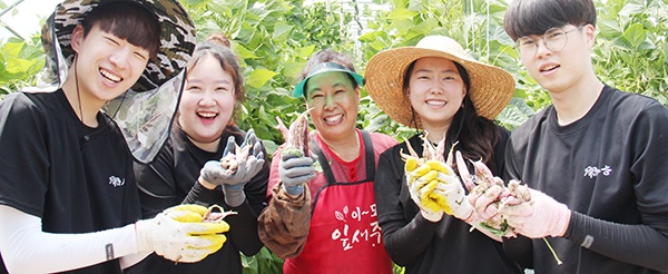 비지땀을 흘리며 수확한 콩을 들고 환하게 웃는 서울대 수의학과 학생들. 청춘들의 싱그러운 미소와 함께 작업대에 빛깔 고운 강낭콩이 수북이 쌓여간다.