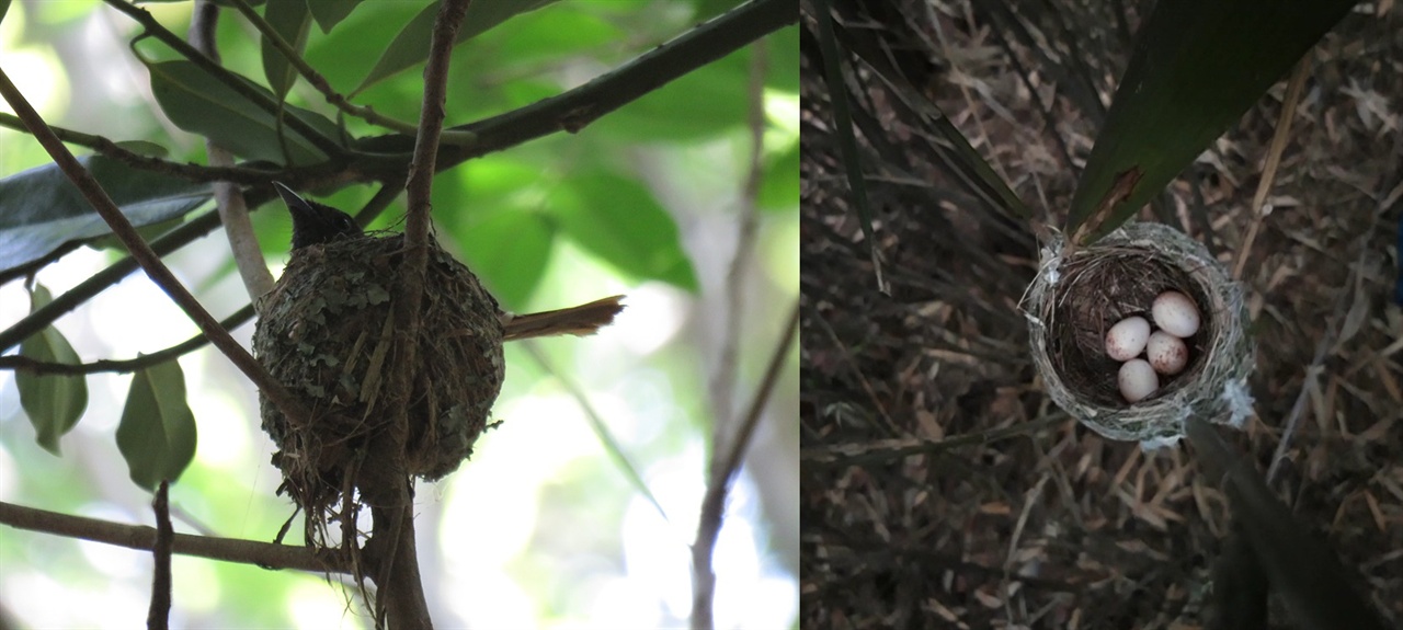 노자산 골프장 예정지의 긴꼬리딱새 둥지. 알을 품은 암컷(왼쪽)과 알(오른쪽). 