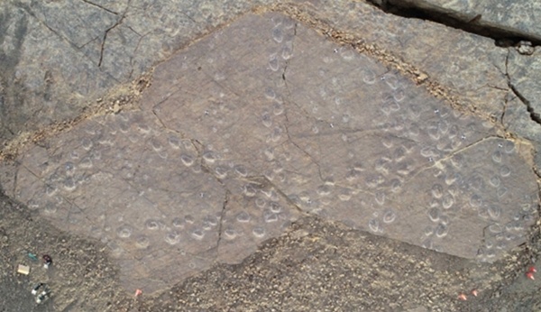 정촌 화석산지 8개 지층 중 첫번째와 두번째 지층에서 대형 용각류 보행렬 8개, 수각류 보행렬13개를 포함, 500여 점의 화석이 발견됐지만, 이들 화석은 일부 이전복원에 그친 채 대부분 소실됐다.
