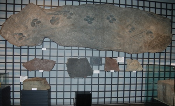 대전 천연기념물 센터에 있는 공룡화석 대부분은 진주에서 이관된 것이다.