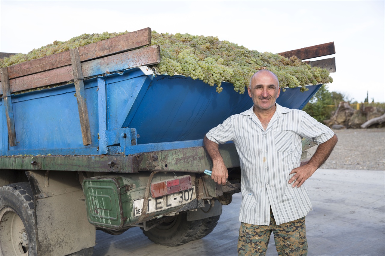 카헤티 들판에서 만난 농부     텔라니 와인셀러로 포도를 실어나르는 농부가 덥석 포도송이를 덥석 안겨 주었다. 그 농부의 인정이 뭉클해졌다.