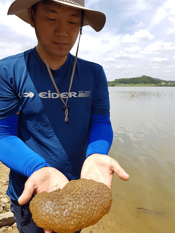김성중 대전충남녹색연합 팀장이 백제보 상류 강물에서 건져 올린 큰빗이끼벌레.