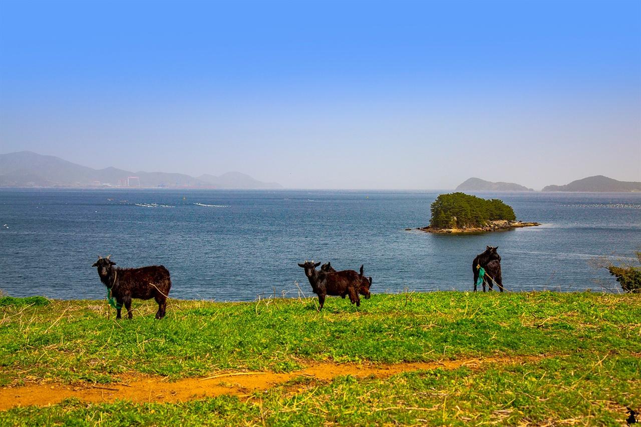 방아섬을 배경으로 선 입도의 흑염소  섬의 정상에 몇 마리의 흑염소가 풀을 뜯고 있다. 