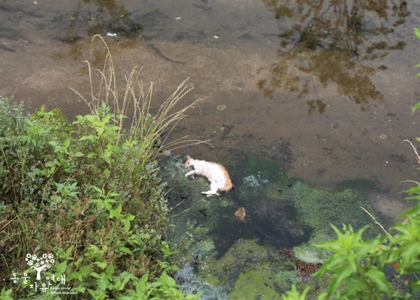 인근 하천에서 발견된 추가 고양이 사체