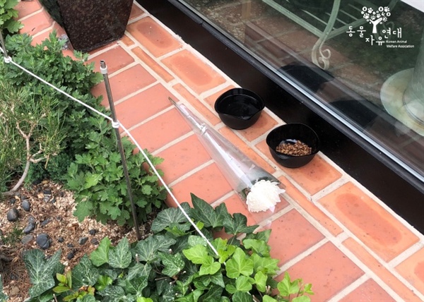 길고양이 시껌스가 매일같이 상주하던 미용실 앞에 놓인 국화꽃
