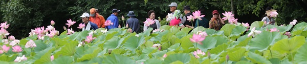 함양군 상림공원 연꽃단지.