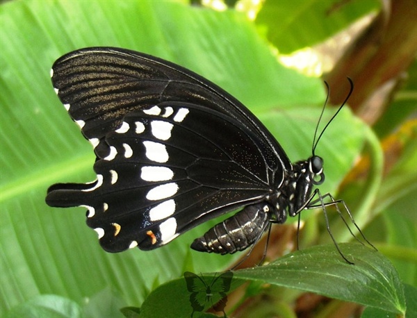 호랑나비 계통의 모르몬 나비 수컷. 암컷 가운데 한 종류는 수컷과 외모가 아주 흡사한 것들이 있다. 