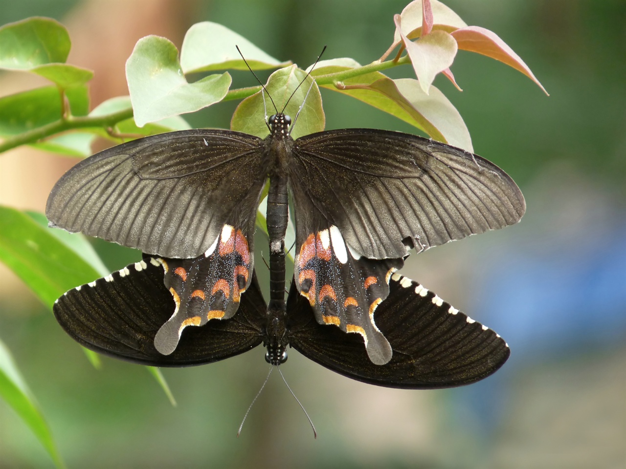 짝짓기 중인 모르몬 나비. 위쪽이 암컷이다. 호랑나비의 일종인 모르몬 나비 수컷은 암컷의 색깔에 끌리는 게 아니라 왕성한 활동력에 매력을 느끼는 것으로 드러났다.