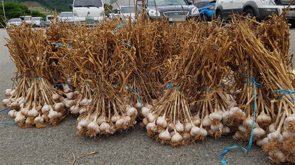 마늘 가격 폭락에도 불구하고 지난 11일 찾은 서산시 농업기술센터에서는 많은 농민들이 모여있었다. 이들은 올 가을 마늘농사를 위해 단단하고 저장성이 강한 서산 고유의 토종 마늘을 증식하기 위해 분양받고 있었다.