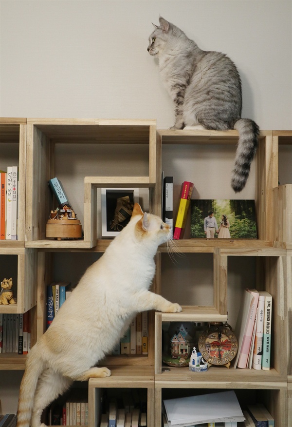 고양이와 같이 쓰는 책장