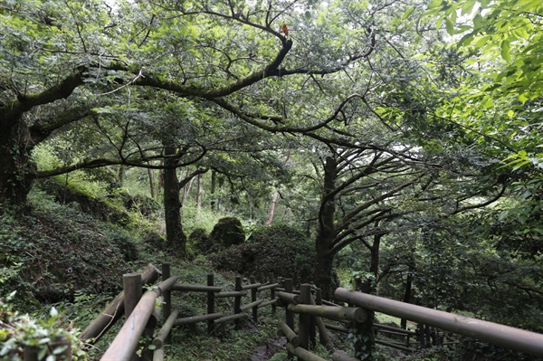 녹우당 뒷산 중턱에서 만나는 비자나무 숲. 오래 된 비자나무가 한데 어우러져 숲을 이루고 있다.