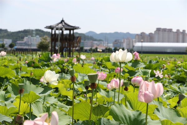  고성상하수도사업소 야외생태공원의 연꽃.