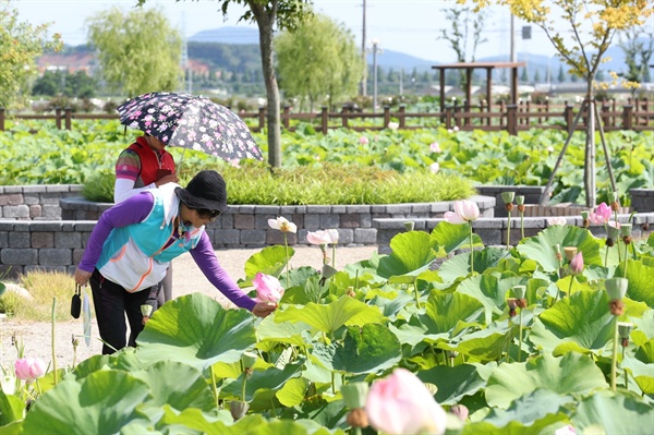 고성상하수도사업소 야외생태공원의 연꽃.