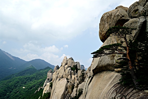 울산바위와 소나무