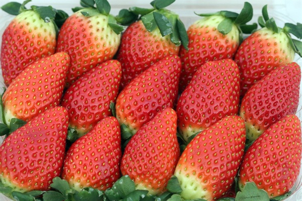 2017년 1월 23일 담양군 농업기술센터를 방문한 이낙연 총리는 "딸기가 아삭하다, 실감이 나십니까? 딸기에서 사과 향기가 난다, 믿으시겠습니까? 사실입니다. 그런 딸기가 시판되고 있습니다. 죽향. 담양군 농업기술센터가 개발한 국산 종자입니다"라면서 죽향 사진을 트위터에 올렸다.
