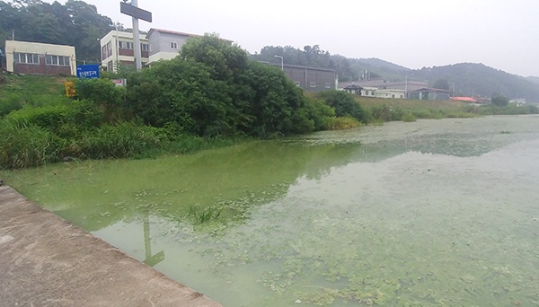  예산정수장 바로 뒤 무한천, 2/3 정도가 녹조로 뒤덮였다.