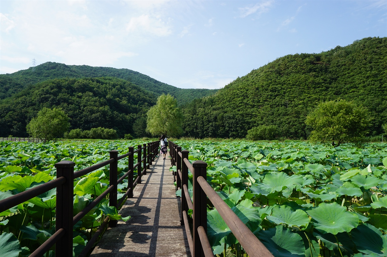  회야호습지탐방 