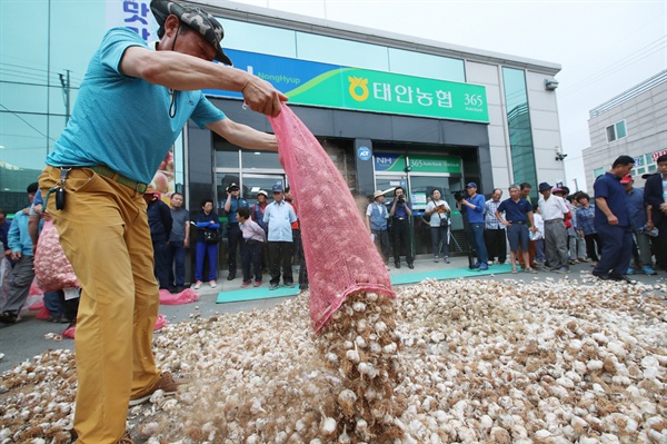 태안농협 앞 마늘 쏟는 마늘재배농가 농민들 24일 태안농협 본점 앞에 200여 명의 마늘농가 농민들이 모여들었다. 마늘계약단가인 상급 기준 1kg당 2,350원 보다 750원이 적은 kg당 1,600원에 태안농협이 마늘매입단가로 수매를 했는데 이에 불만을 품은 농민들이 태안농협 앞마당에 모여 마늘수매가격 인상 촉구 결의대회를 열었다.