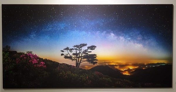 이원규 시인이 지난 6월 26일부터 7월 2일까지 서울 인사동 마루갤러리에서 전시한 '별나무'전의 사진 작품이다.