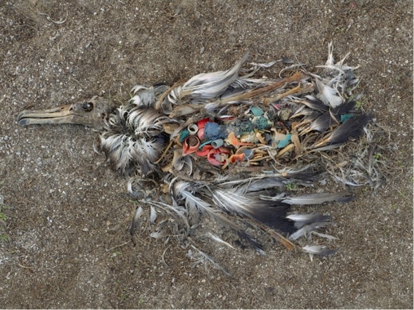 미드웨이섬 알바트로스가 플라스틱을 먹고 죽어가고 있다. 사진은 영화 장면 갈무리.