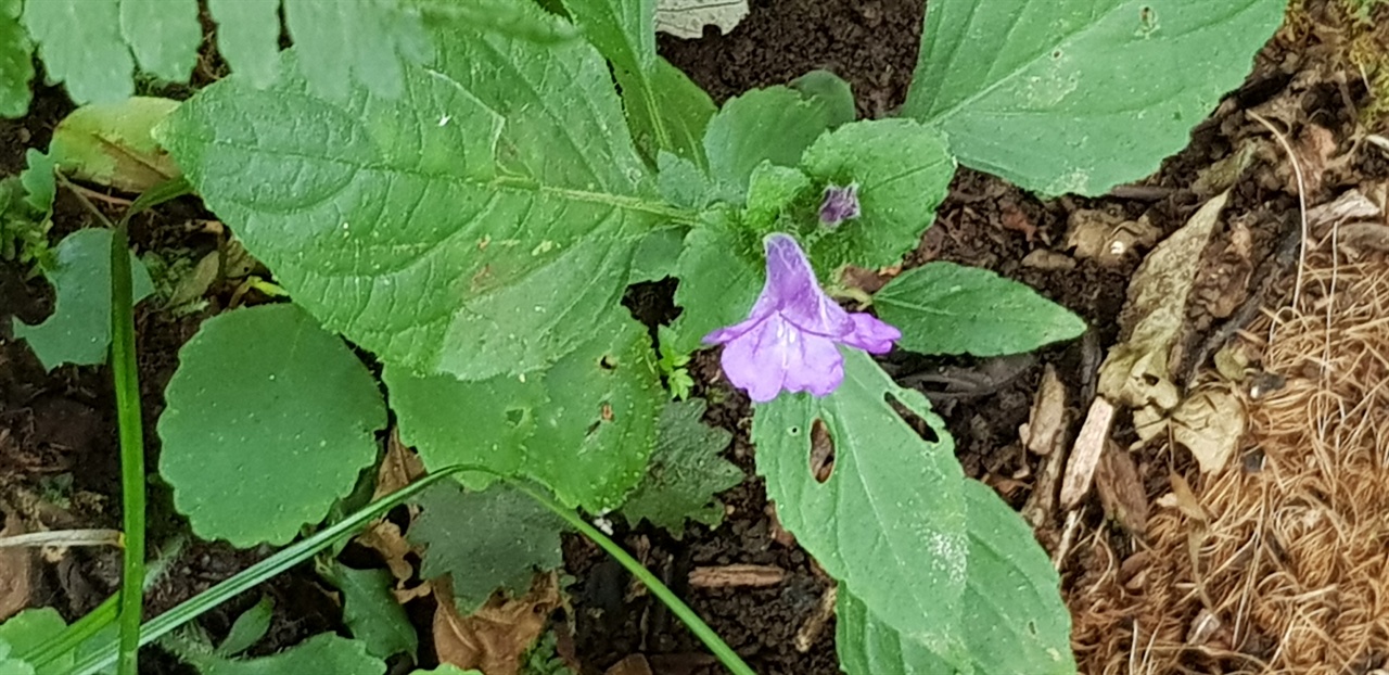 물봉숭아 요즘 제주 오름에 많이 피어 있다. 육지서는 보기 힘든 꽃이란다. 