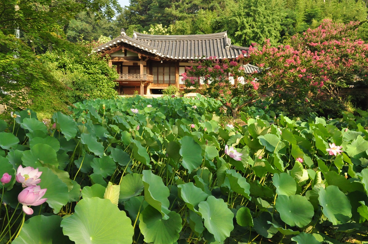 붉게 타오르는 배롱꽃과 연꽃에 둘러싸인 하엽정의 풍경. 8월이면 초록색 잎사이로 분홍 연꽃이 피어나 장관을 이룬다.