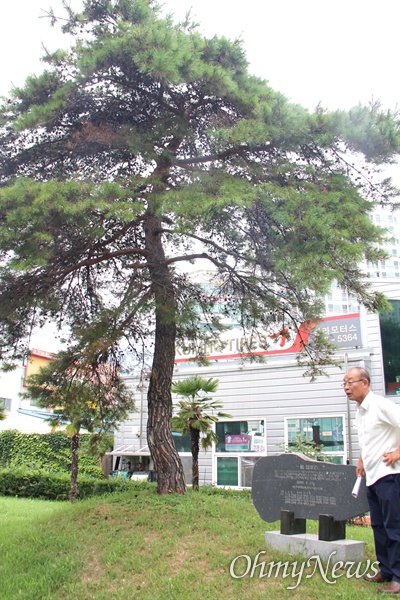 김영만 적폐청산과 민주사회건설 경남운동본부 상임의장이 6일 창원시립마산음악관을 찾아 뜰에 있는 '소나무'(일송)와 표지석에 대해 설명하며 처리할 것을 요구했다.