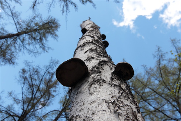 테를지에 가기 전 일행들이 묵었던 게르촌 인근에는 죽은 자작나무에서 자라는 말발굽버섯이 널려있었다. 말발굽버섯은 항암에 효과가 있다고 알려져 있다 