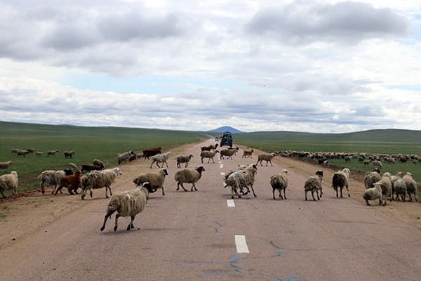 몽골은 초원 중앙에 도로가 많이 놓여 있어 반대쪽 초지로 가기 위해 이동하는 가축을  주의해야 한다