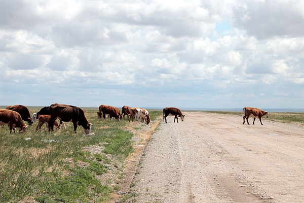 도로 위를 천천히 걸어가는 소들 모습