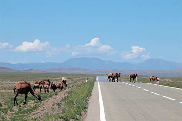 몽골사막의 배 역할을 했었던 낙타들이 도로를 건너고 있다. 도로를 건넌 후 흘끔흘끔 돌아보며 멋진 포즈를 취해주기도 해 사진 모델이 되기도 한다. 
