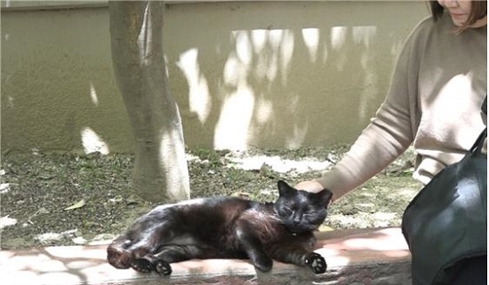    길고양이 깜시는 남녀노소 주민에게 발라당 배를 보이는 스스럼없는 행동으로 사랑을 받는다. 캣맘 박미경 씨가 깜시를 쓰다듬고 있다. 