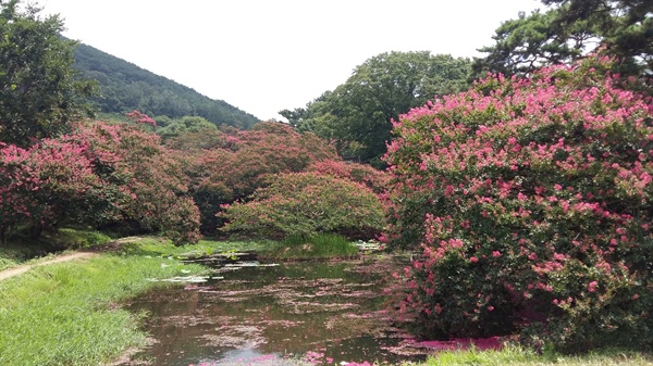 아름다운 경관을 자랑하는 명옥헌 원림에는 고목의 배롱나무가 연못과 정자와 함께 어우러져 아름다운 여름날의 풍경을 만들어 내고 있습니다, 연못 한가운데 둥그런 천상의 섬이 있습니다
