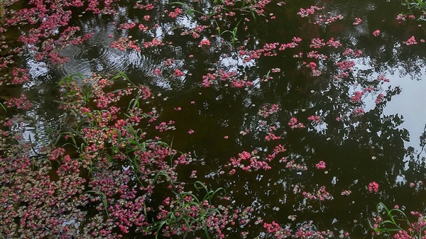 명옥헌의 연못에 떨어진 붉은 꽃잎이 처연합니다
