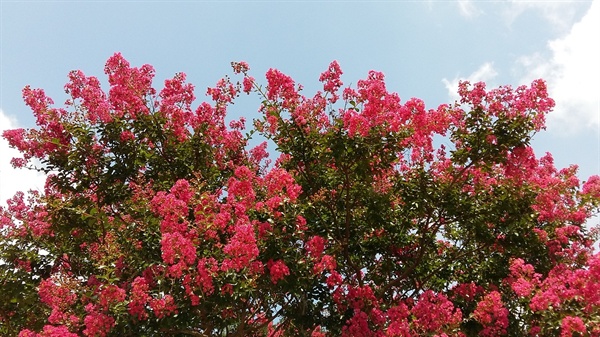 배롱나무의 붉은 꽃은 변하지 않는 붉은 마음, 단심(丹心)을 상징합니다. 사당에서 많이 볼 수 있는 이유입니다
