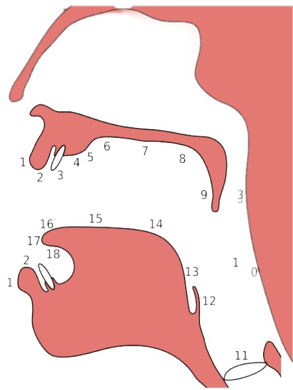  인간의 엄청난 발성능력을 뒷받침 하는 발성기관의 구조. 20여 개 안팎의 부위와 구조가 조합돼 다른 동물들이 낼 수 없는 소리를 만든다.  