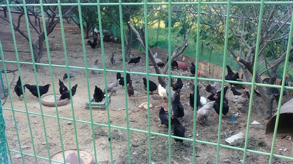 닭장 안에는 파란 알을 낳는 청계와 촌닭 등 수많은 닭들이 무리지어 모이를 쪼아대고 있다. 
