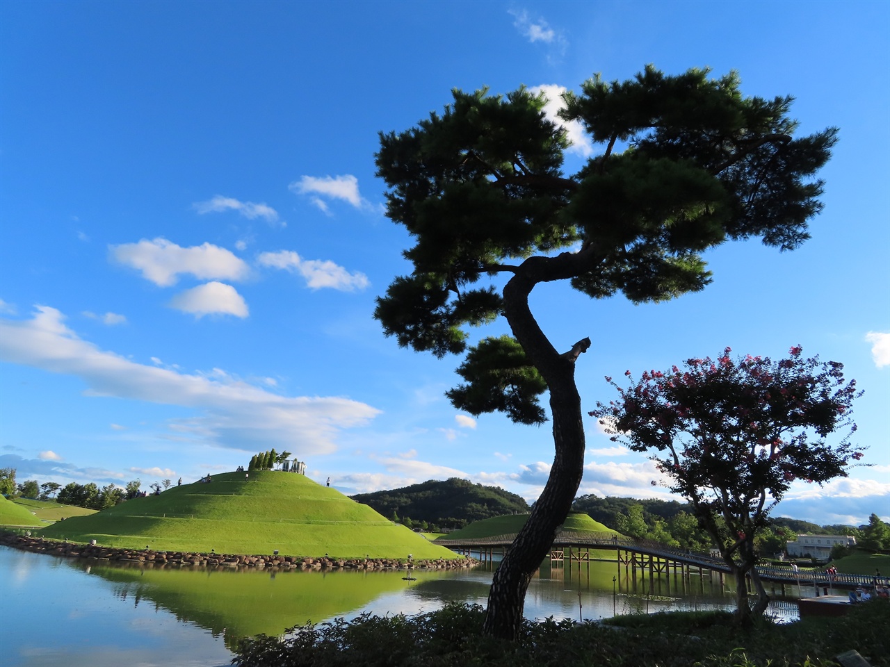 수령이 50년 정도 된, 국가정원에서 사는 "S자 소나무"는 순천만의 S자를 닮은 자태를 갖고 있다.