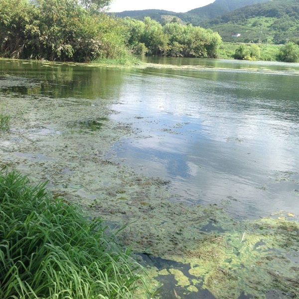 낙동강과 밀양강 합류 지점인 '딴섬' 부근에서 8월 14일 발생한 녹조.