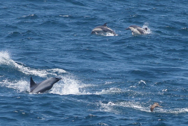 울산 장생포 앞바다에서 고래바다여행선에 발견된 참돌고래떼. 
