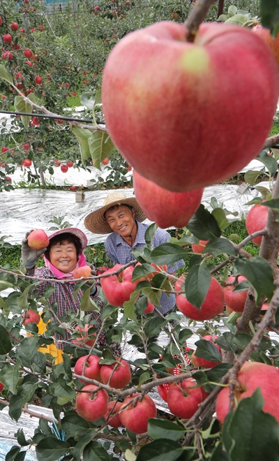 함양 웅곡리 삼애농원의 사과 수확.